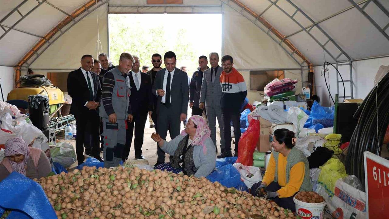 Dinar'da Ceviz Hasadı Başladı: Çiftçiler Memnun