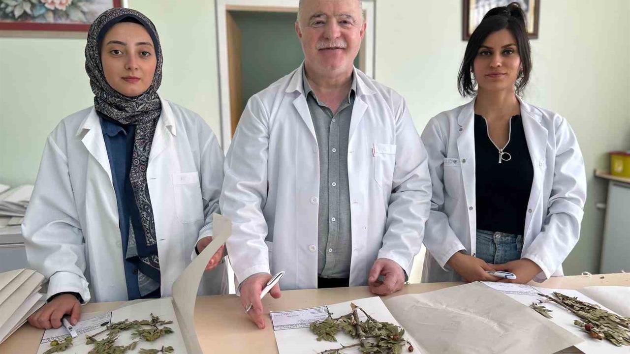 Van'da 90 Bin Bitki Örneğiyle Bilimsel Hazine: VANF Herbaryumu