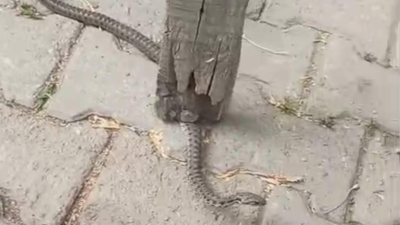 Yüksekova'da Mahallelinin Korkulu Rüyası Yılan Yakalandı