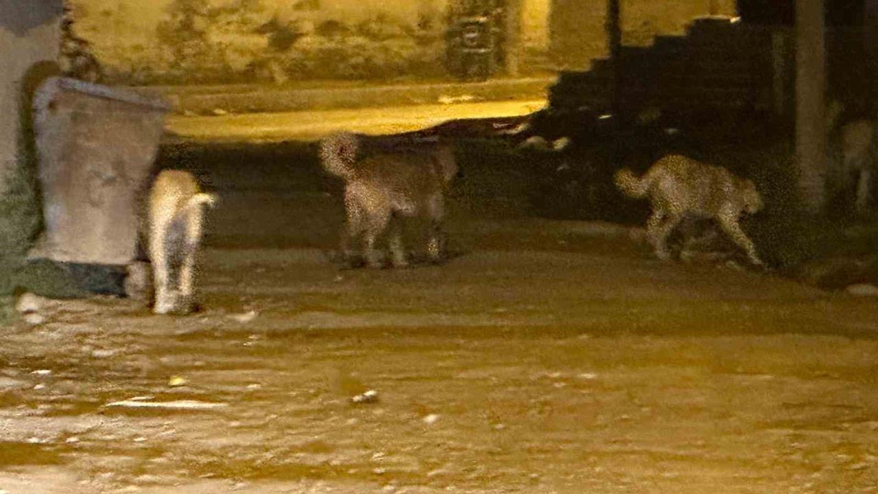Kağızman'da Sokak Köpekleri Tehlike Saçıyor