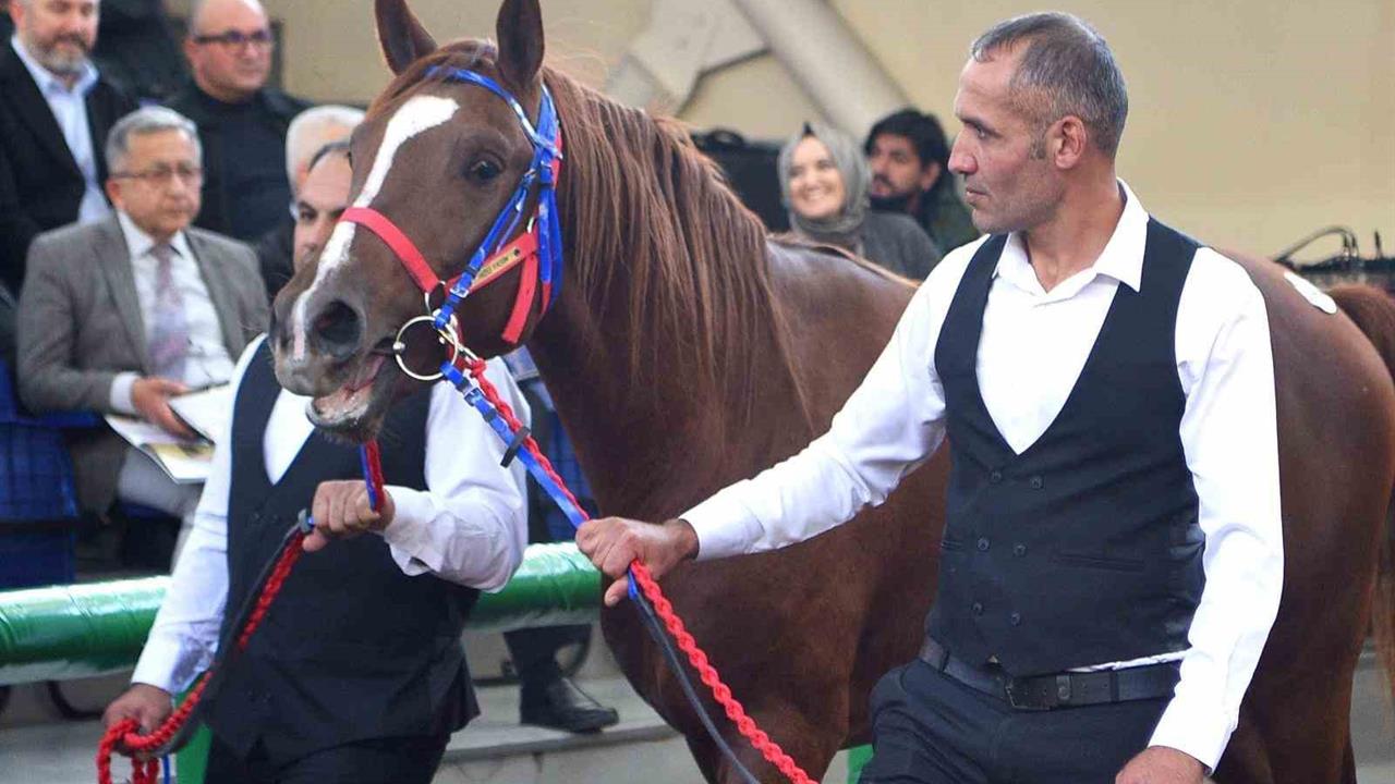 Sultansuyu'nun Şampiyon Tayları Veliefendi'de Rekor Fiyatlarla Satıldı