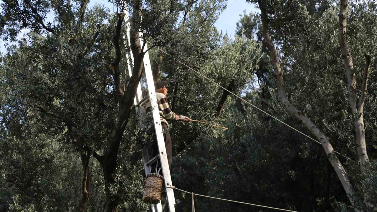 Artvin'de Butko Zeytini Hasadı Başladı