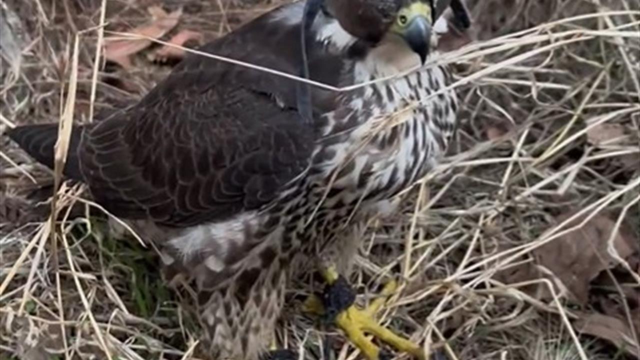 Yurt Dışına Kuş Kaçırmaya Çalışan İki Kişiye 1,5 Milyon Lira Ceza