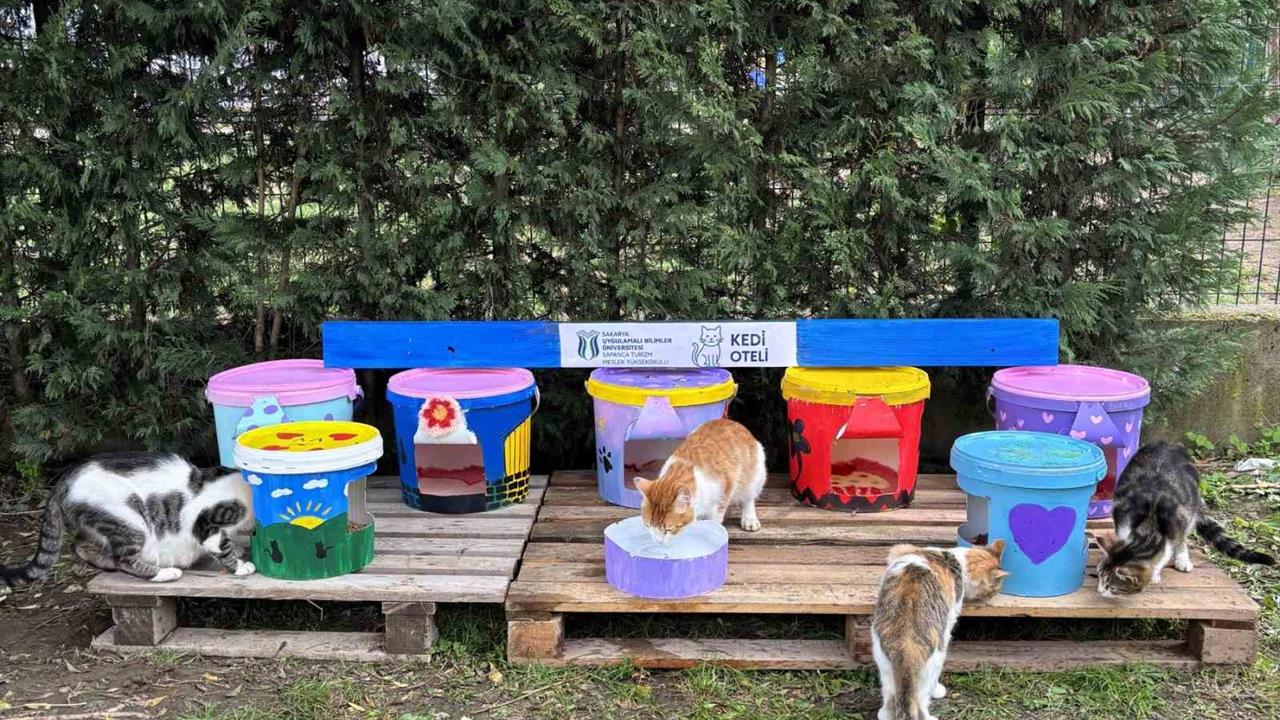 Sakarya'da Geri Dönüşüm Projesi: Kedi Oteli Kuruldu
