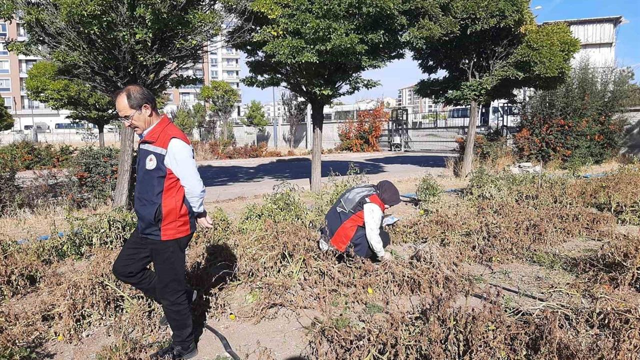 Sivas’ta Kahverengi Kokarca Alarmı: Tarım Müdürlüğü Önlem Aldı