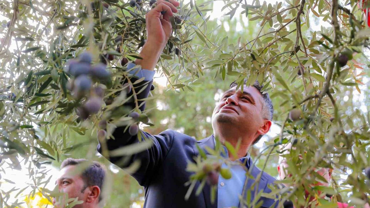 Aliağa'da Zeytinin Yolculuğu Şenlikle Kutlandı