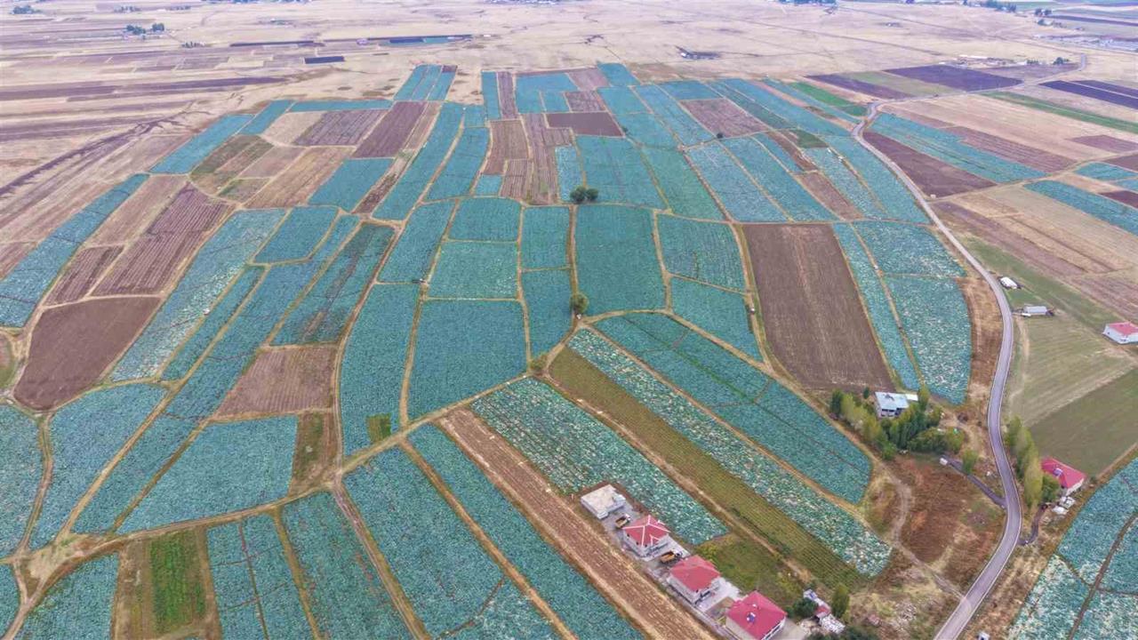 Muş'ta Lahana Hasadı Başladı: 150 Milyon Lira Bekleniyor