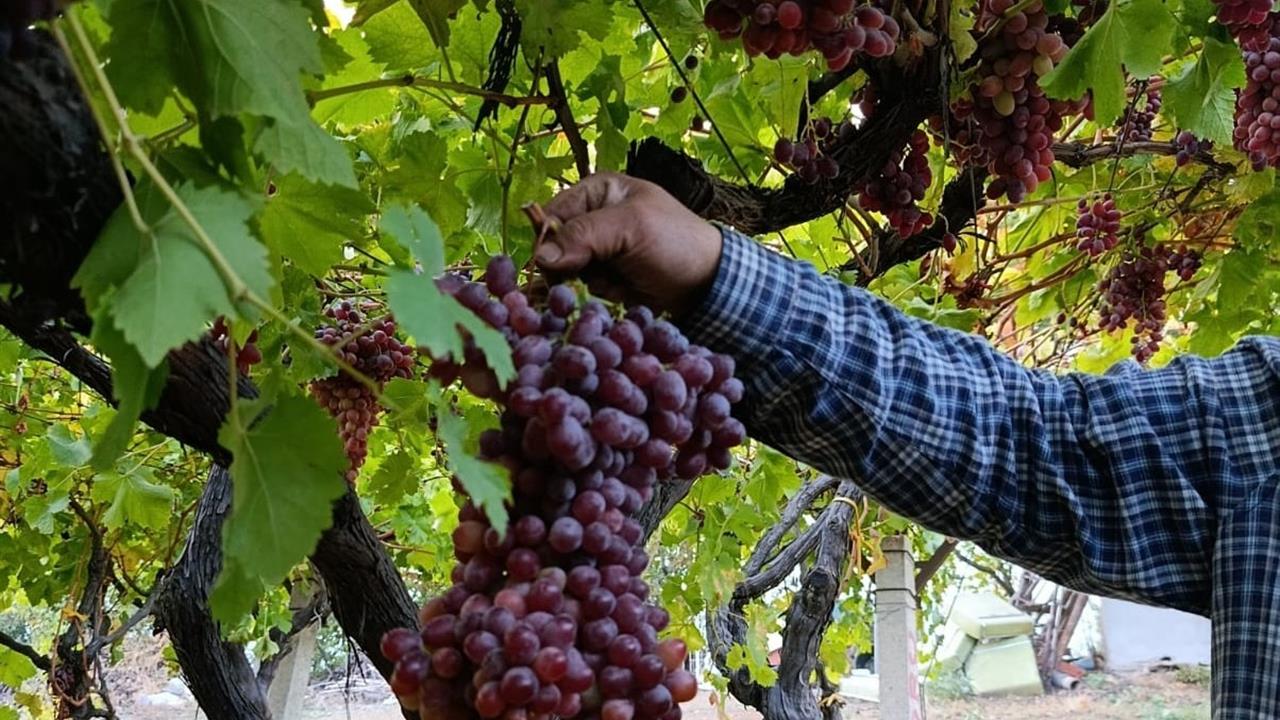 Sarıgöl'de Dev Üzüm Salkımı: 1 Kilo 740 Gram