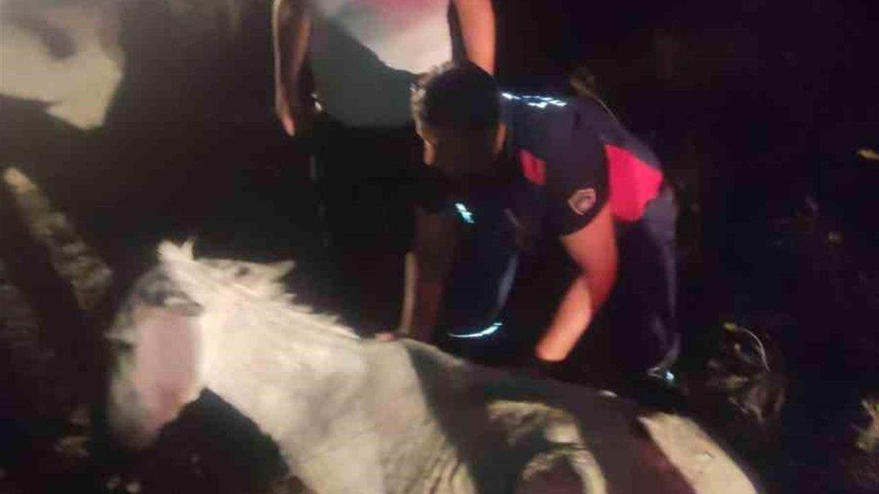 Hatay'da Balçığa Saplanan Eşek Kurtarıldı