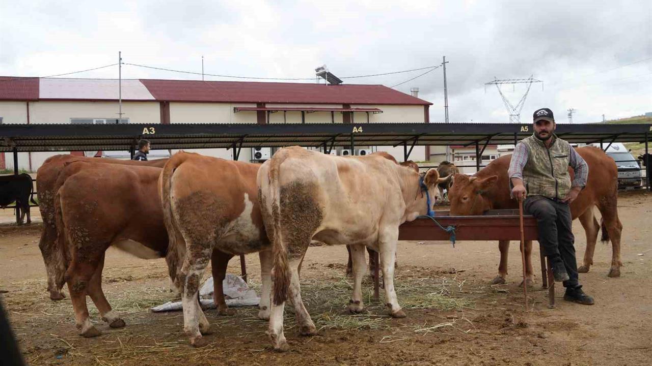 Bayburt'ta Canlı Hayvan Pazarı Yeniden Açıldı