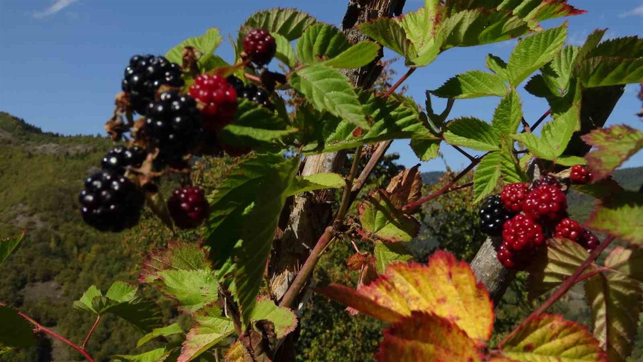 Giresun'da Organik Üretimle Şifa Kaynağı Yabani Böğürtlenler