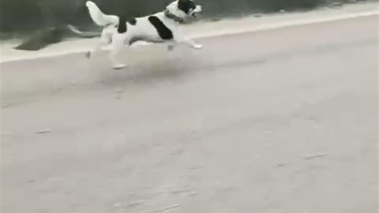 Bursa'da Yağmurda Koşan Terkedilmiş Köpek Yürekleri Burktu