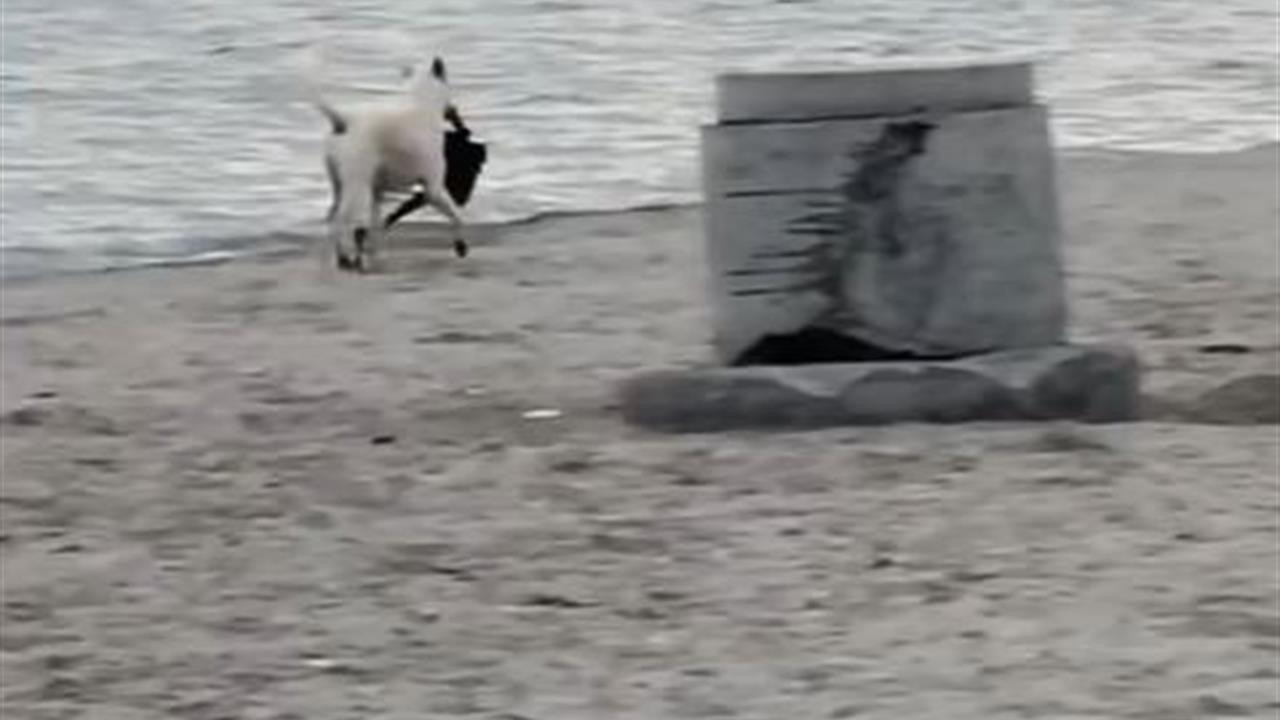 Büyükçekmece'de Kapkaççı Sokak Köpeği Kamerada