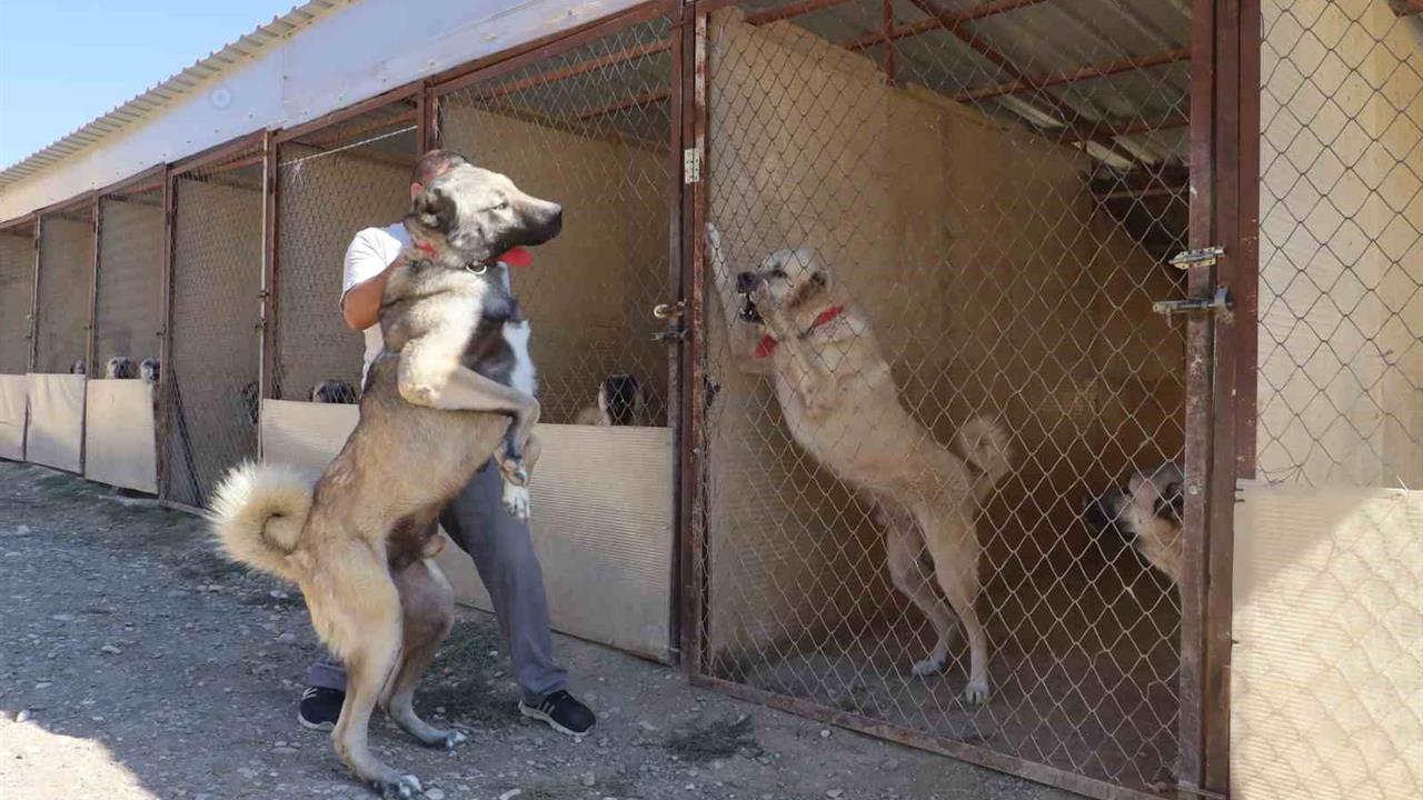 Sivas'ta Çoban Köpeği Yarışına Son Nokta Koyuldu