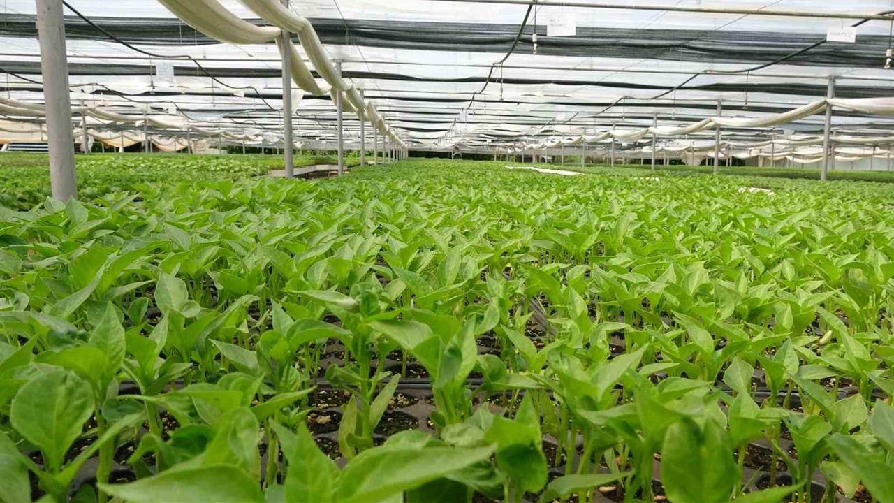 Tokat'ta Yabancı Türler Genetik Mirasımızı Tehdit Ediyor