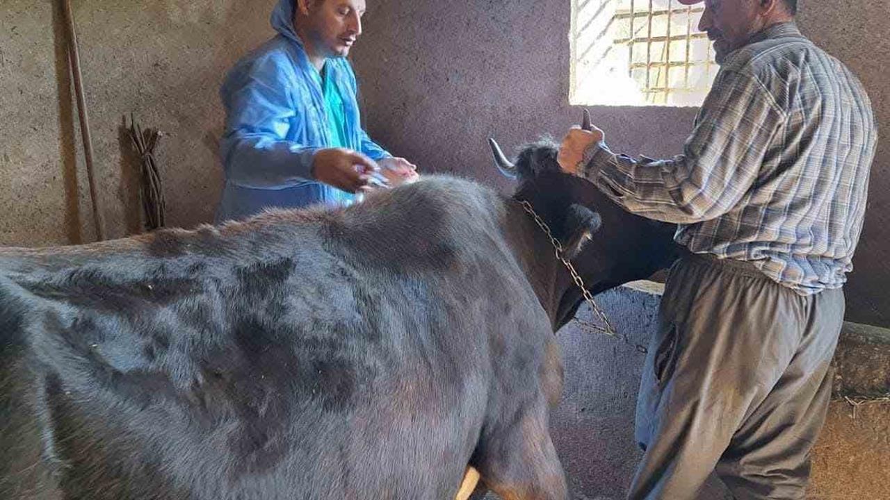 Güroymak'ta Şap Aşısı Çalışmaları Sürüyor