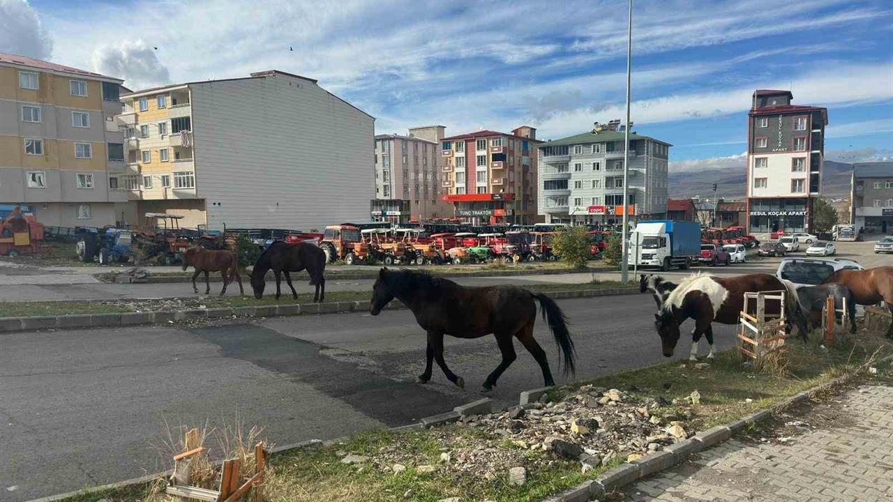 Ardahan'da Başıboş Atlar Trafikte Tehlike Yaratıyor