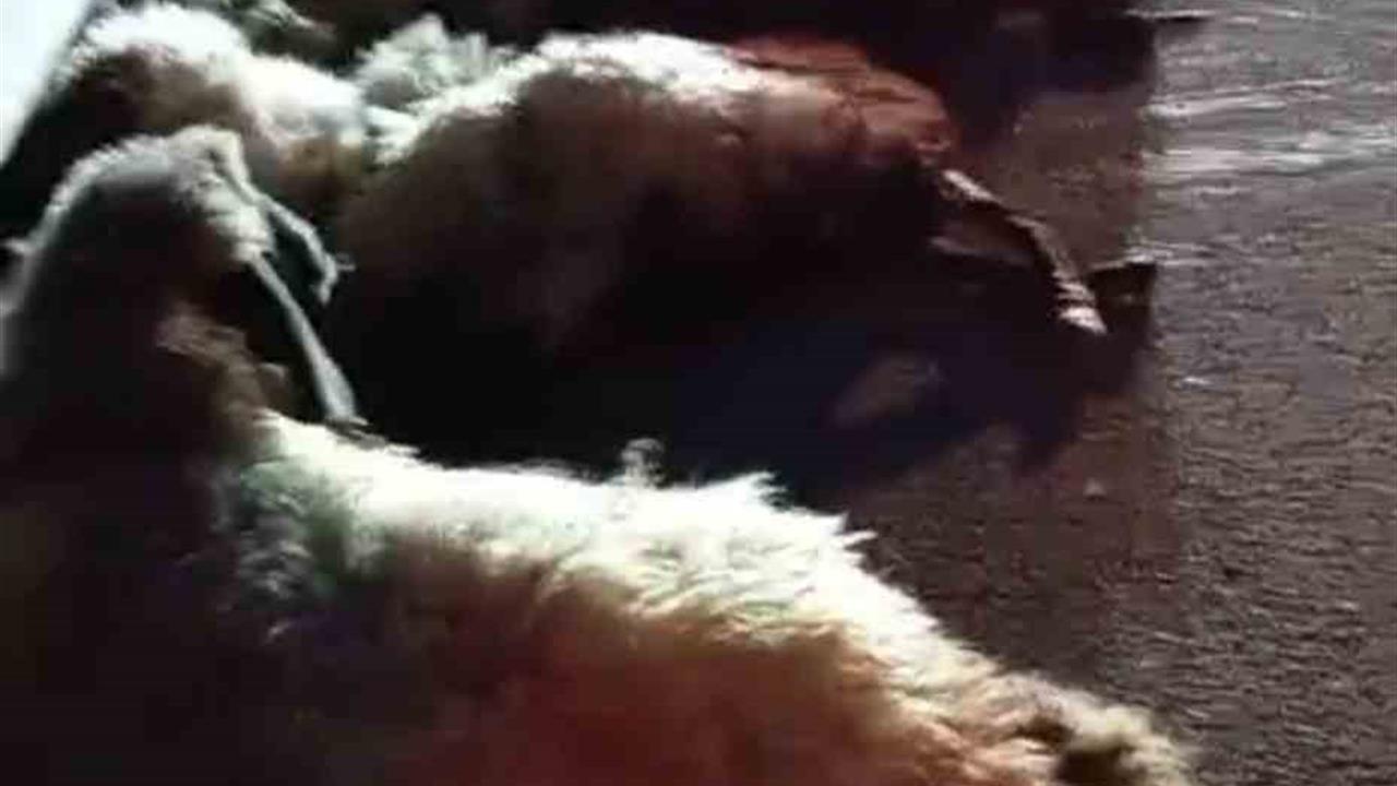 Muş'ta Otomobil Koyun Sürüsüne Çarptı: Onlarca Koyun Telef Oldu