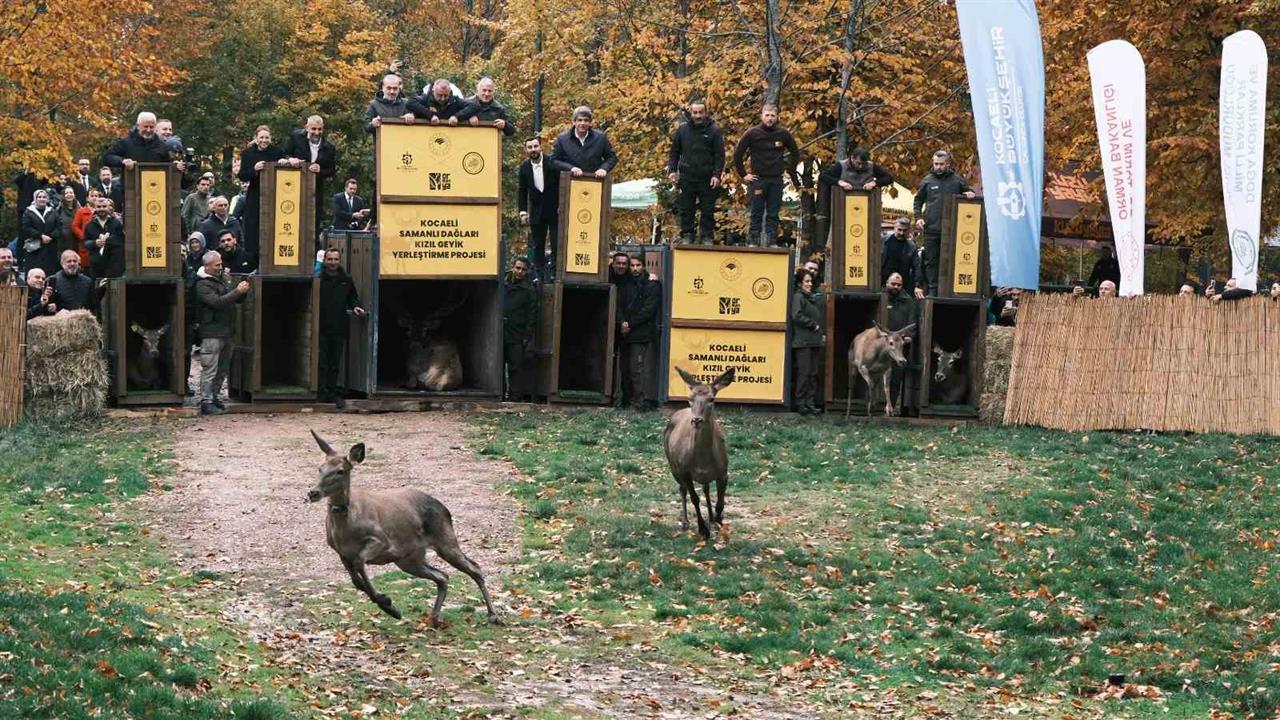 Kocaeli'de 7 Kızıl Geyik Doğaya Salındı: GPS ile İzlenecek