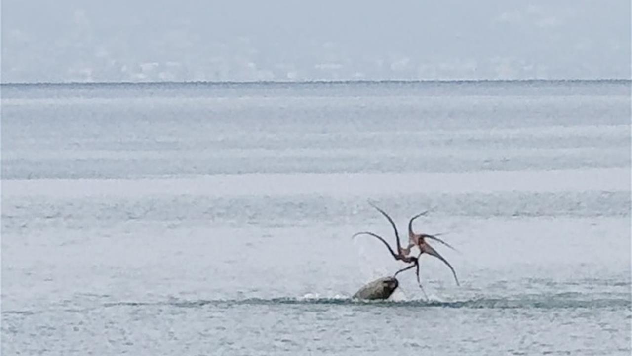 Çeşme'de Akdeniz Fokunun Ahtapot Avı İzleyenleri Şaşırttı
