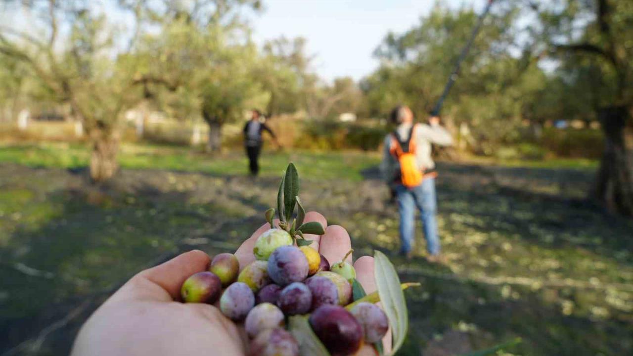 Balıkesir'de Zeytin Rekolte Tahmini Açıklandı