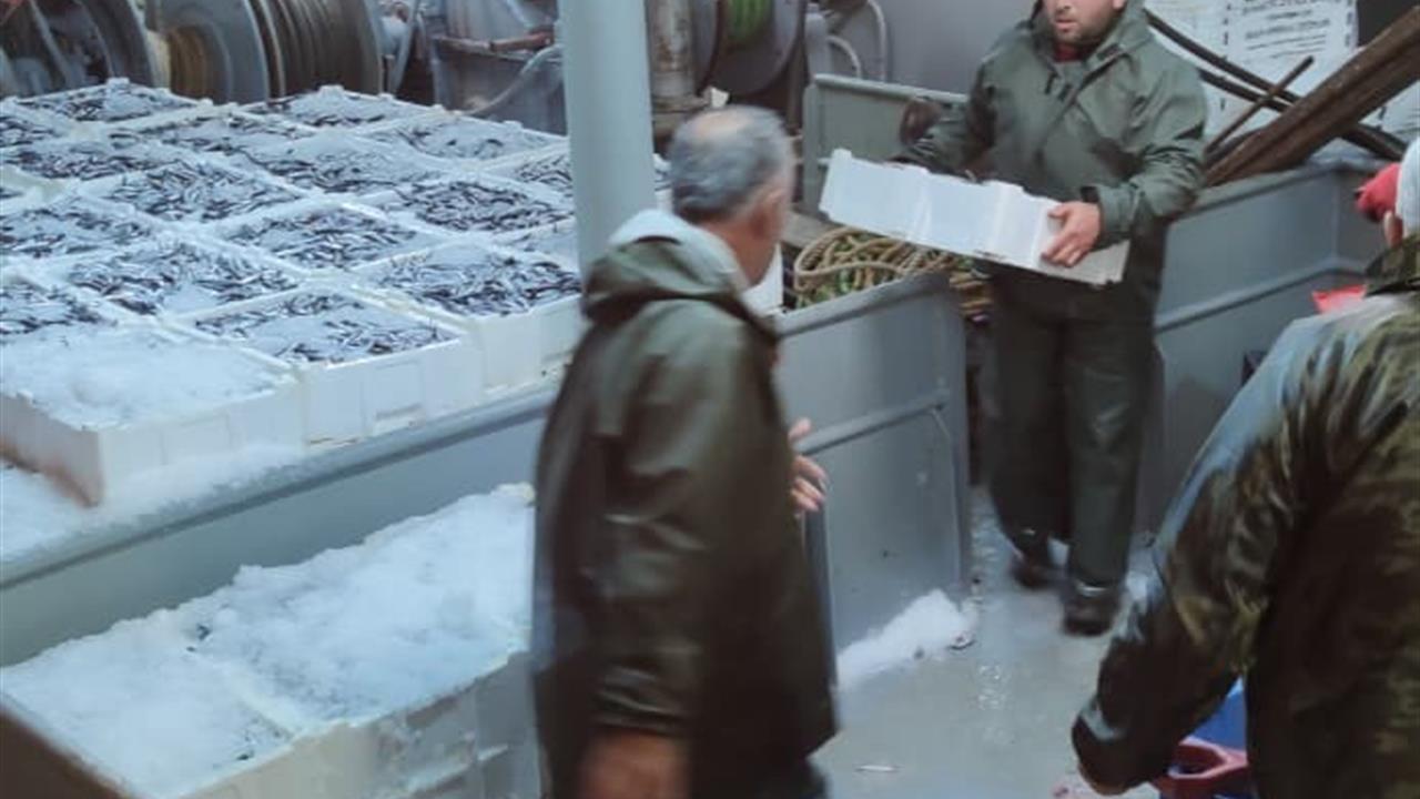 Karadeniz'de Hamsi Bolluğu: 440 Ton Avlandı