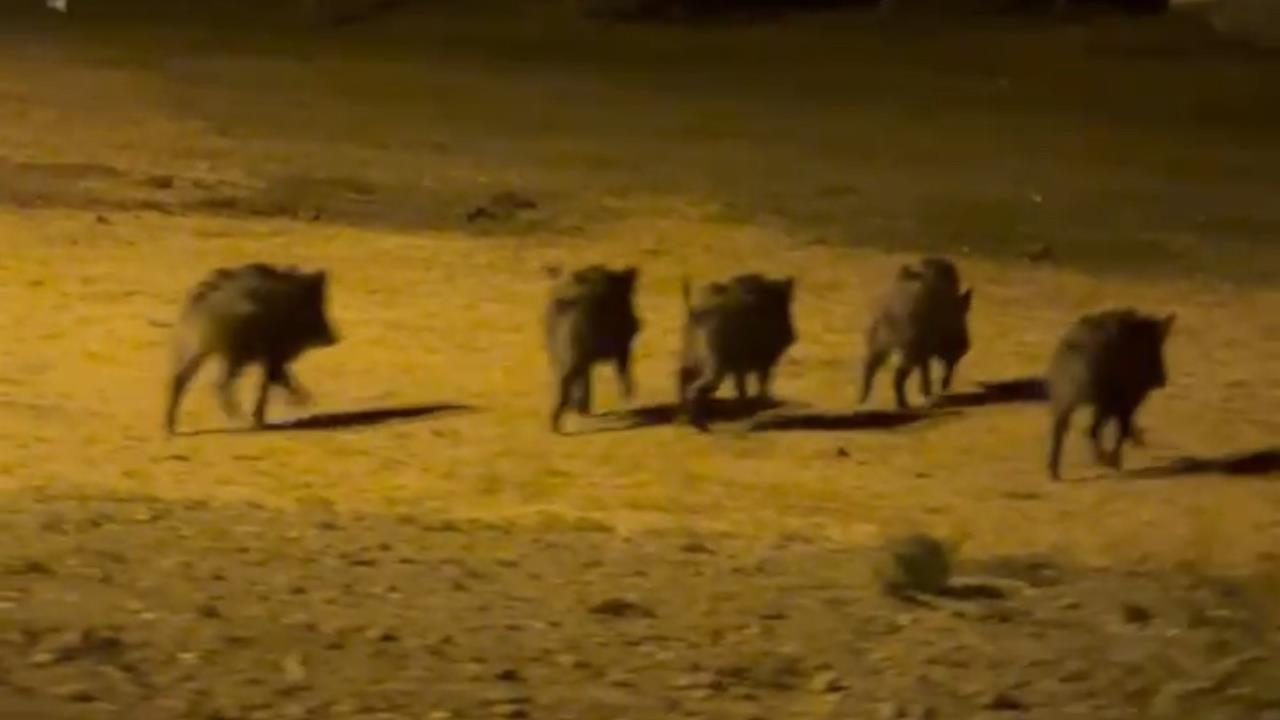 Yüksekova’da Domuz Sürüsü Endişe Yarattı