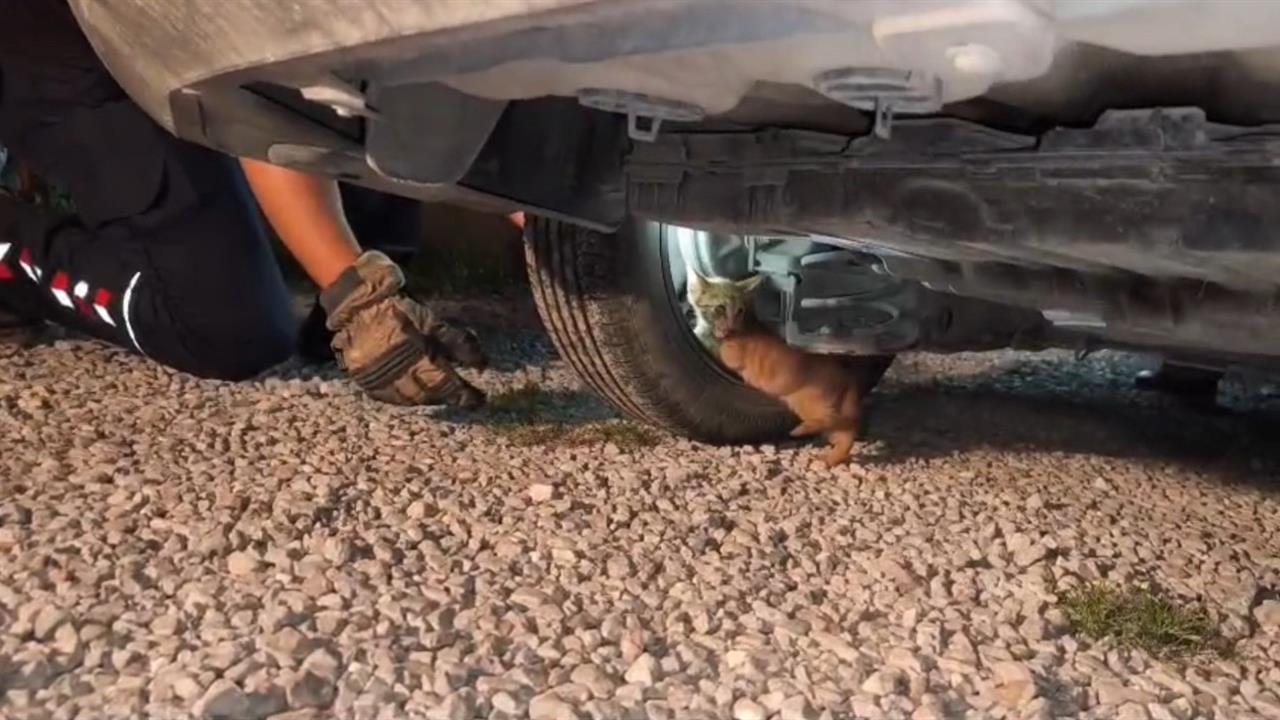 Hatay'da Aracın Motoruna Sığınan Yavru Kedi Kurtarıldı