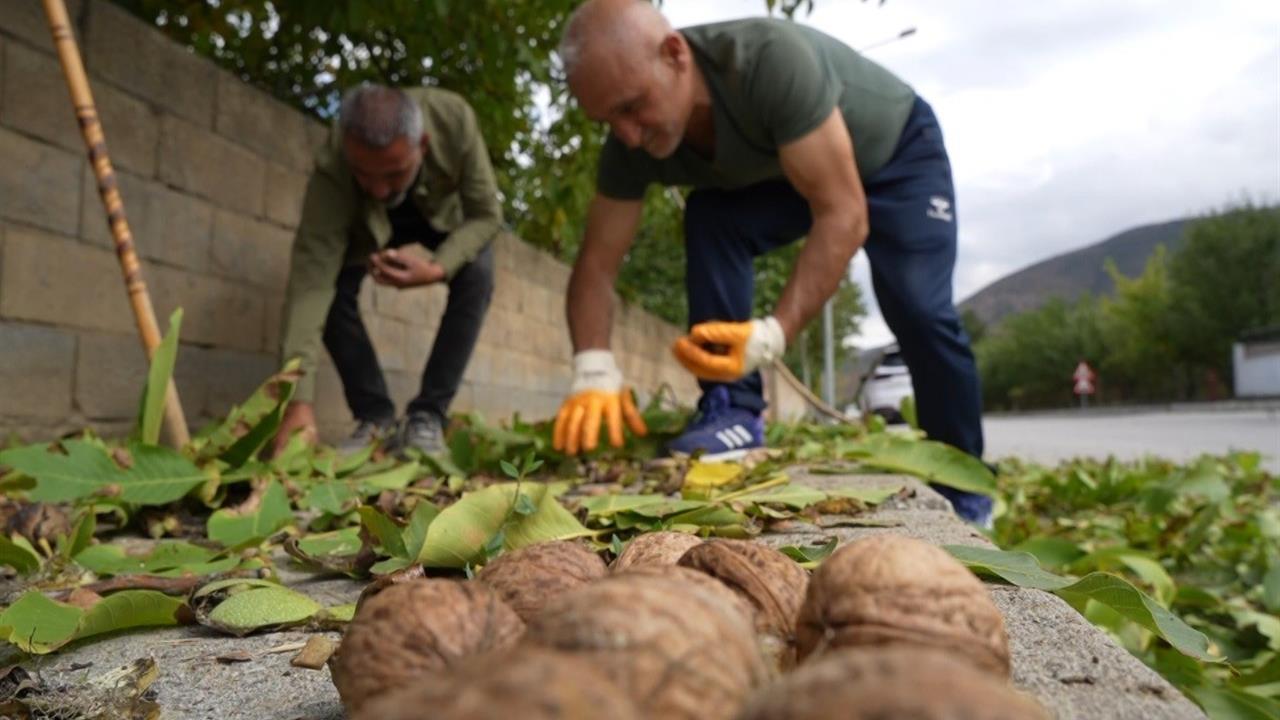 Erzincan'da Ceviz Hasadı Başladı: Verim Artışı Bekleniyor