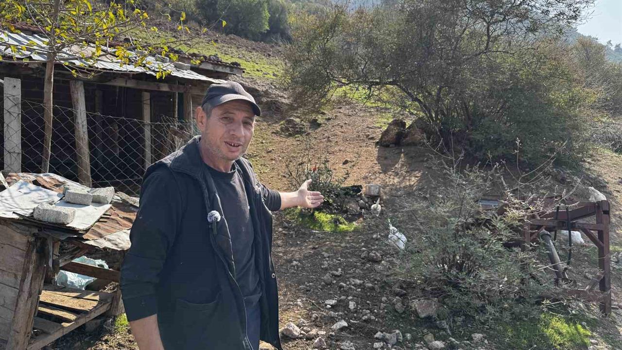 Manisa'da Salgın Hastalık Riski Endişesi: İnek ve Tavuklar Serbest Dolaşıyor