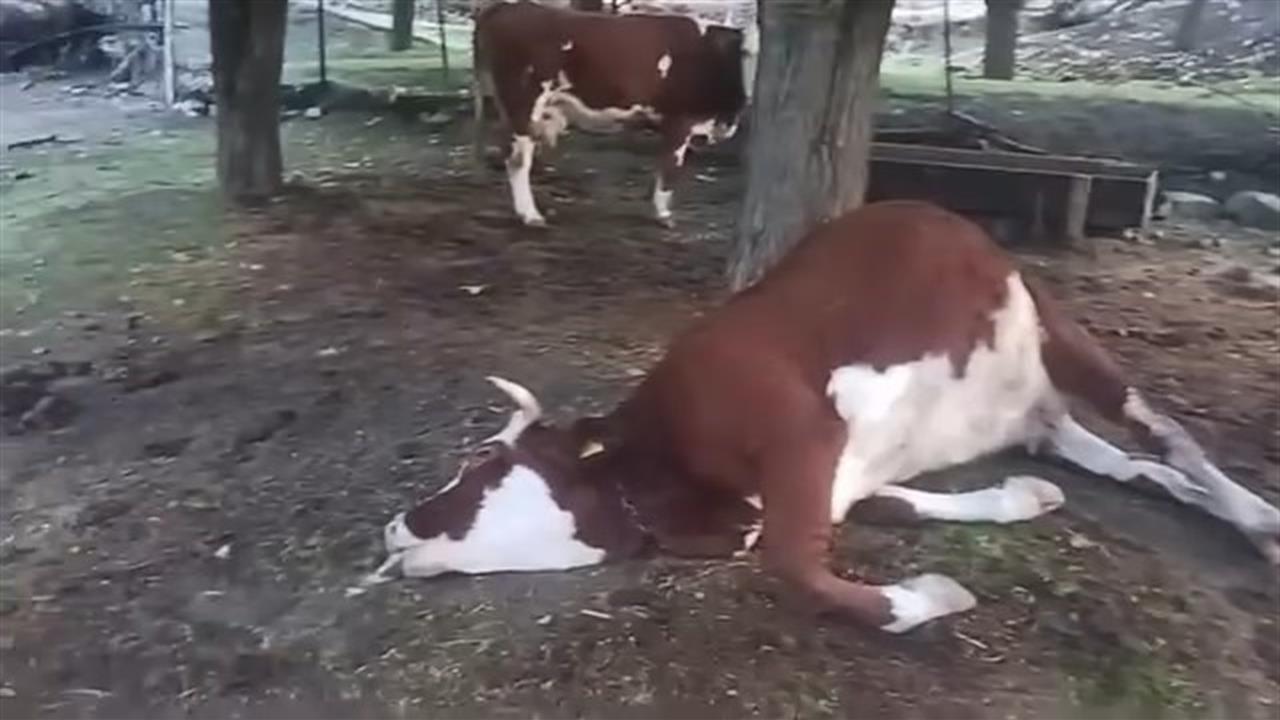 Elazığ’da Yıldırım Düşmesi: 2 İnek Telef Oldu