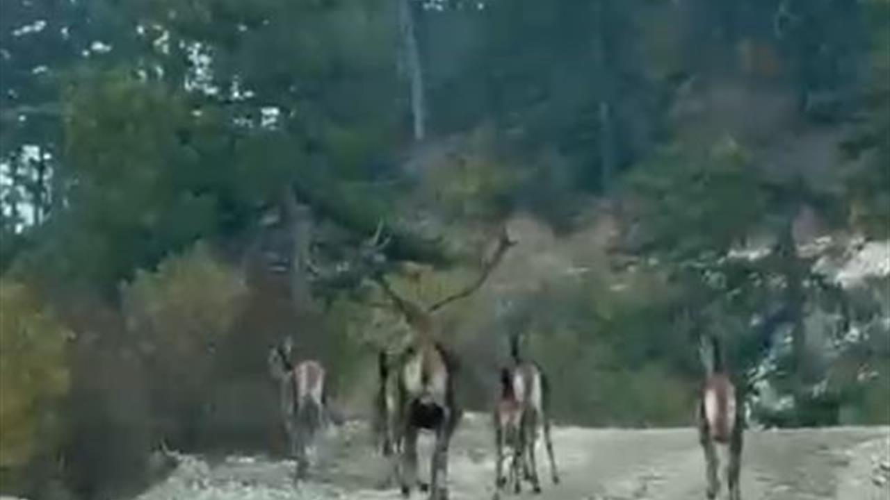 Göynük'te Geyik Sürüsü Kameralara Yansıdı