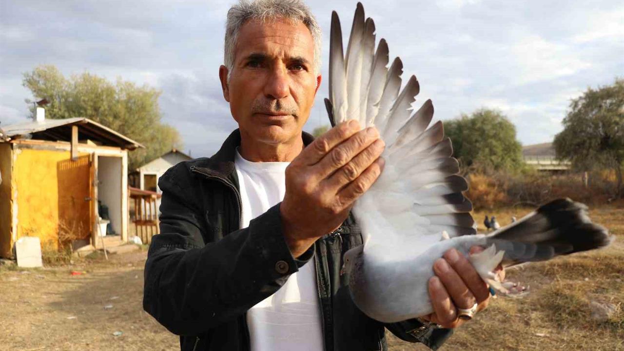 Sivas'ta Yurt Dışından Talep Gören 'Sivas Kuşu'