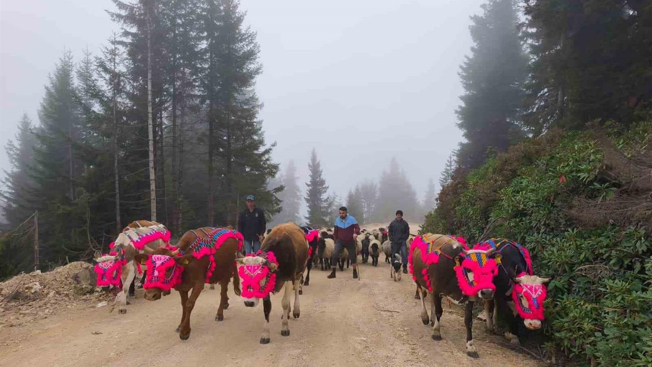 Doğu Karadeniz'de Yayla Dönüşleri Hızlandı