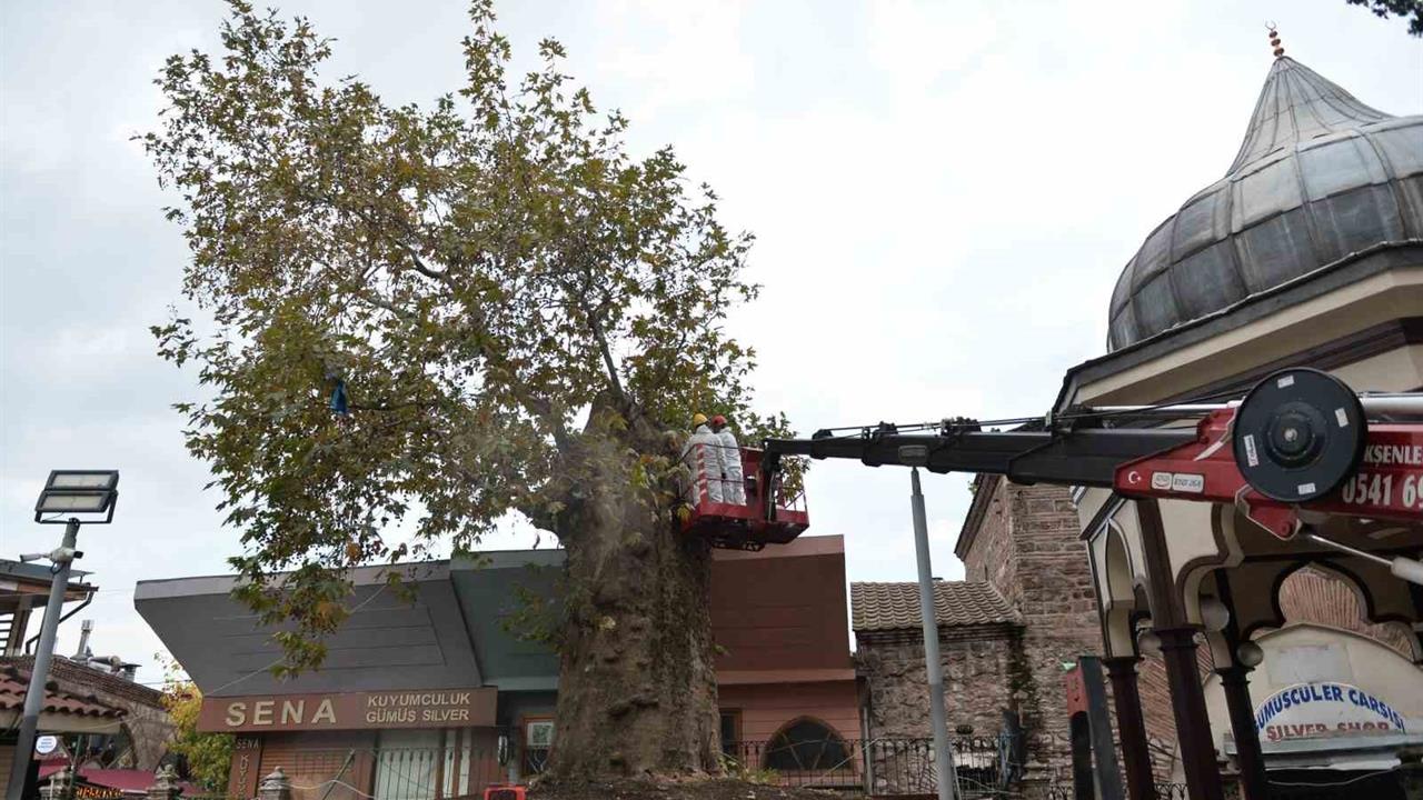 Bursa'da Asırlık Çınar Koruma Altına Alındı