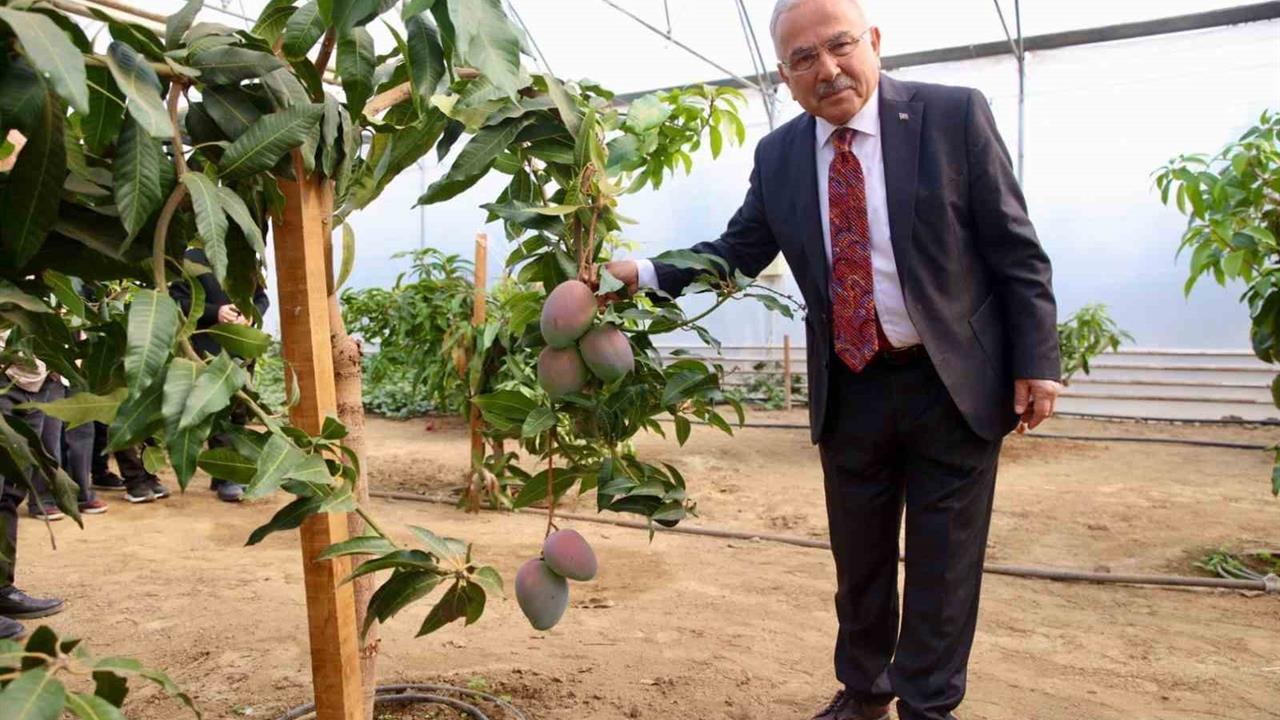 Ordu'da Öğrenciler Seralarda Uygulamalı Eğitim Alıyor