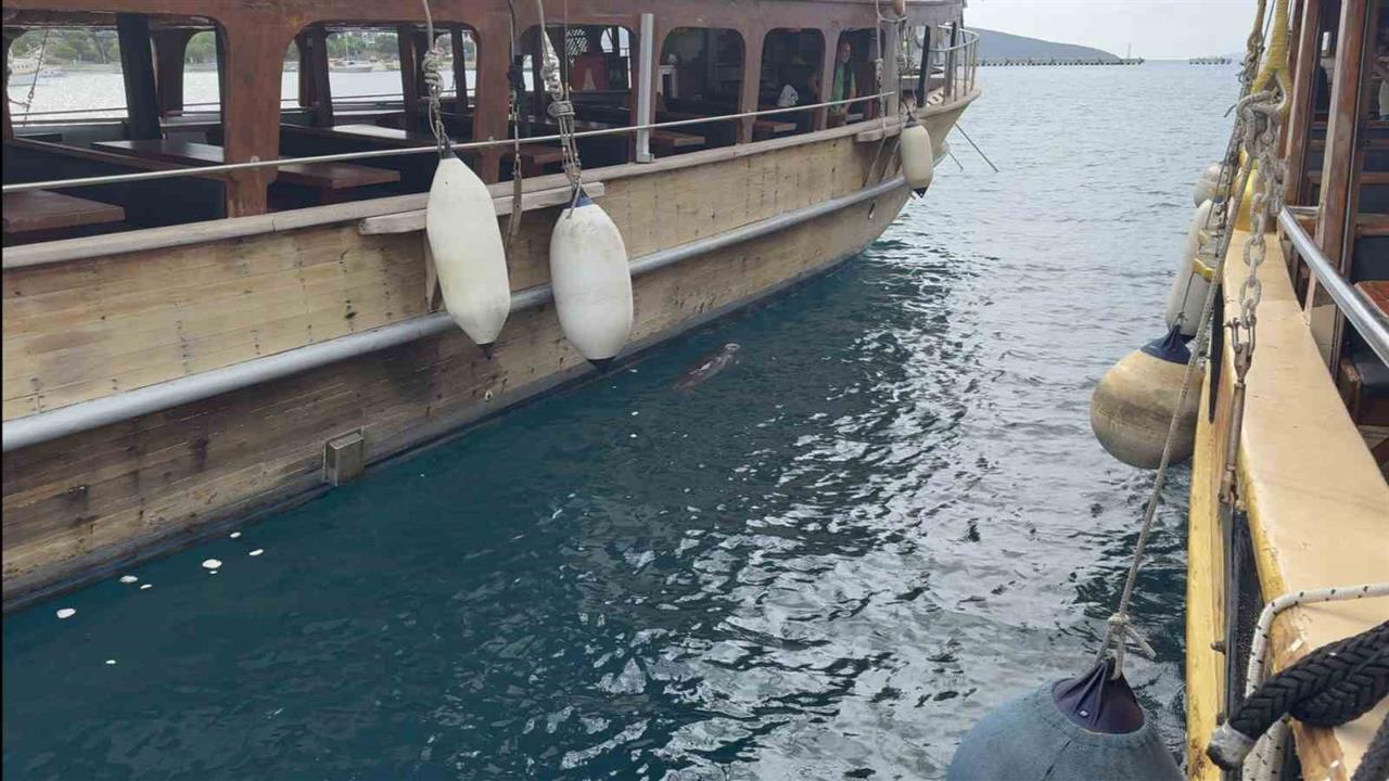 Bodrum'da İskelede Akdeniz Foku Görüntülendi