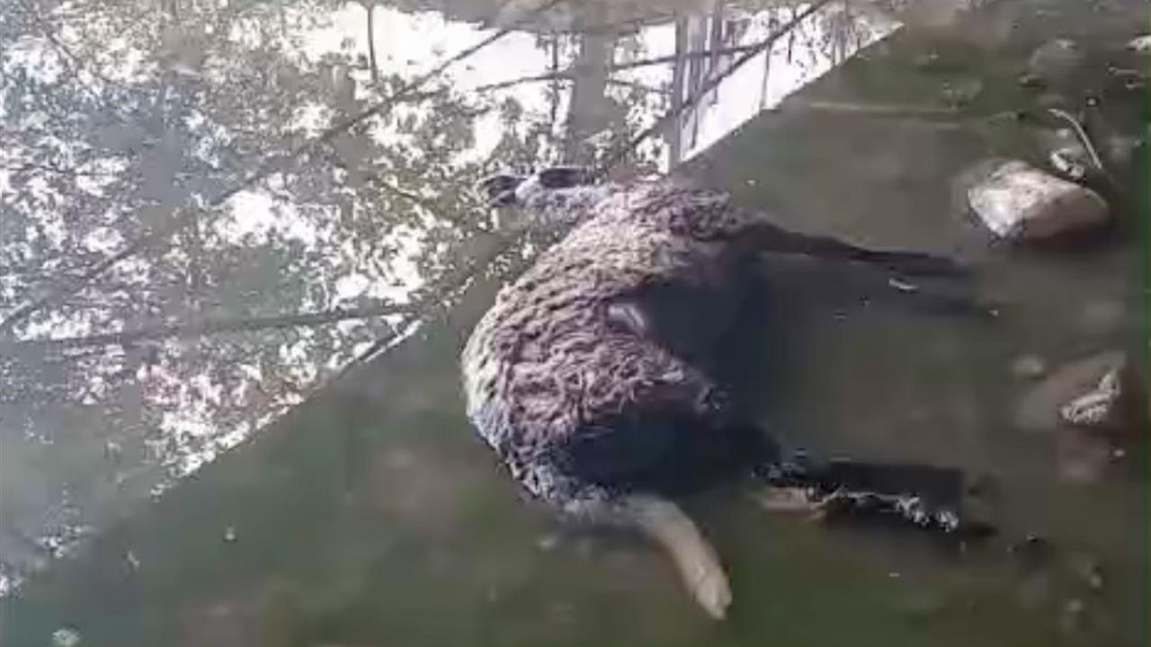 Manisa'da Başıboş Köpekler Koyunları Telef Etti