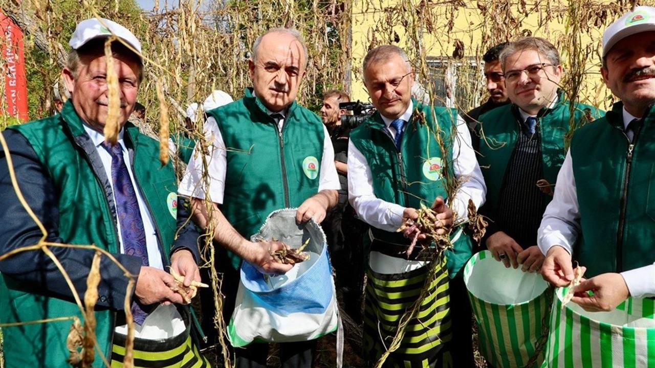 Akkuş'ta Coğrafi İşaretli Fasulye Hasadı Başladı