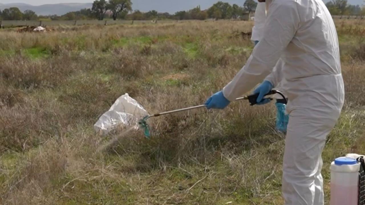 Çivril'de Şap Hastalığına Karşı Mücadele Sürüyor