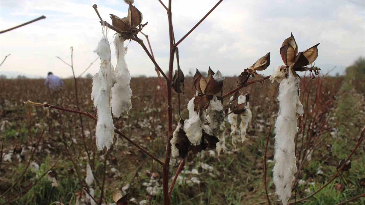 Aydın'da Dolu Yağışı Pamuk Tarlalarını Vurdu