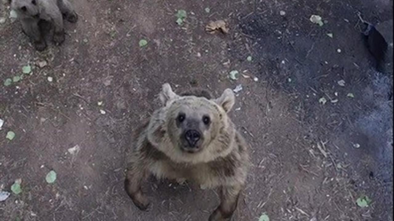 Ayılar Dronla Karşılaştı, Keyifli Anlar Yaşandı
