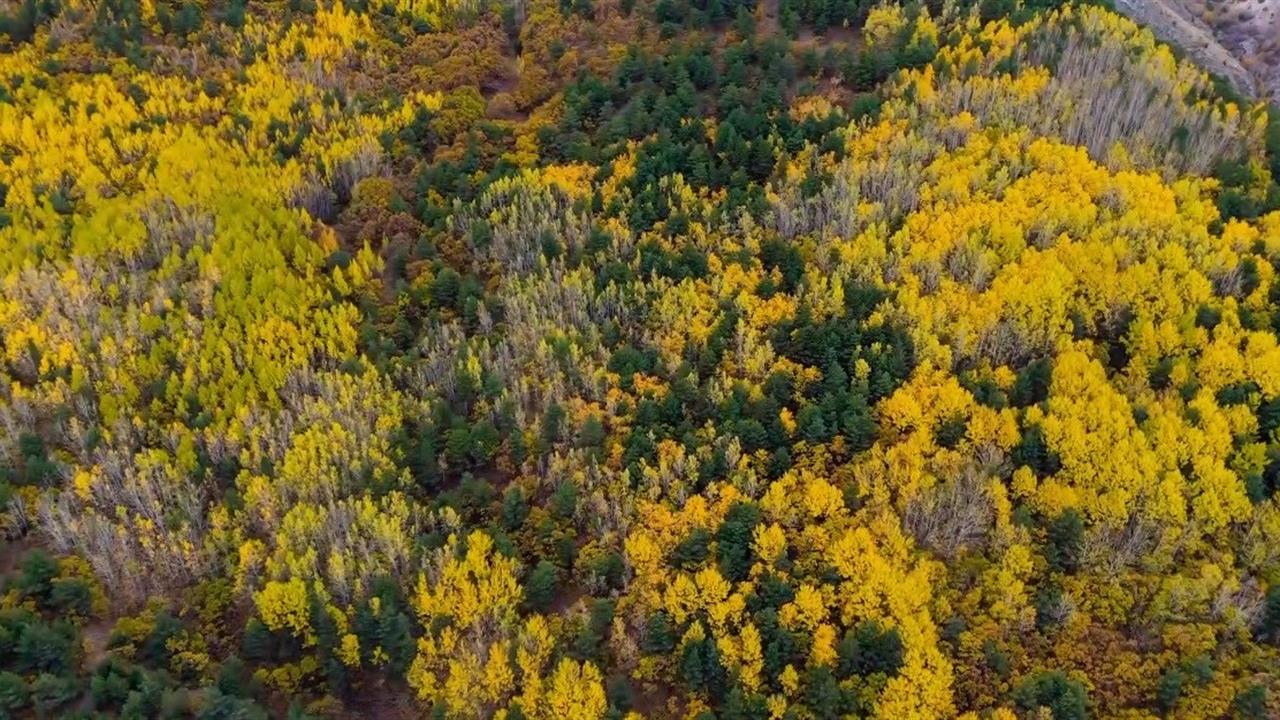 Erzincan'da Sonbahar Manzarası Göz Kamaştırıyor