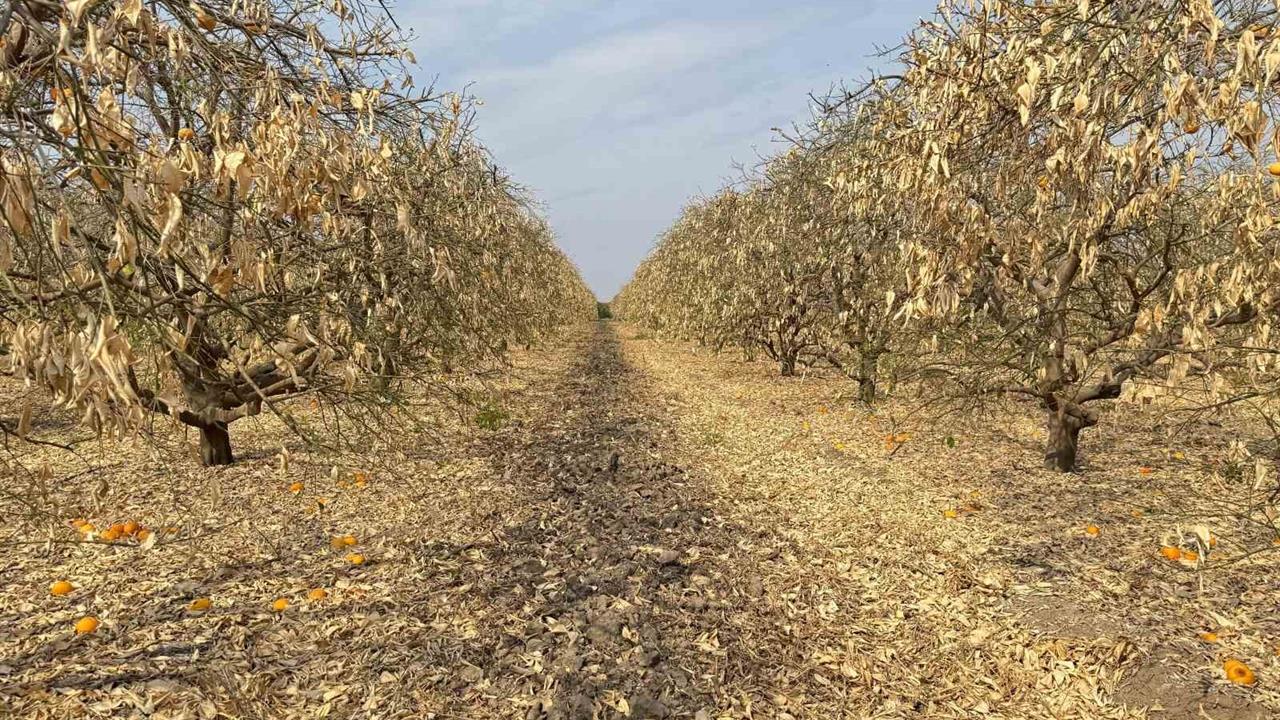 Adana'da Greyfurt Üreticileri Destek İstiyor