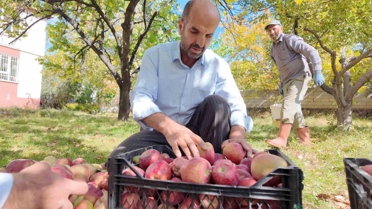Erciş'te Kışlık Elmalar Hasat Edilmeye Başlandı