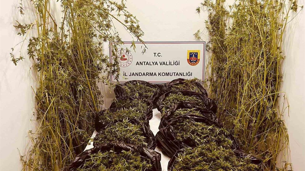 Antalya'da Uyuşturucu Operasyonu: 53 Kilo Ele Geçirildi