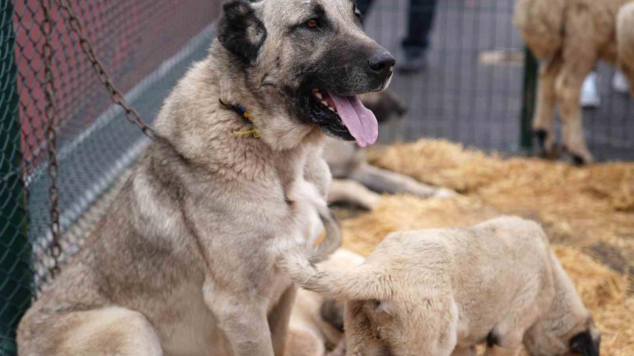 Keçiören'de Sivas Günleri Başladı