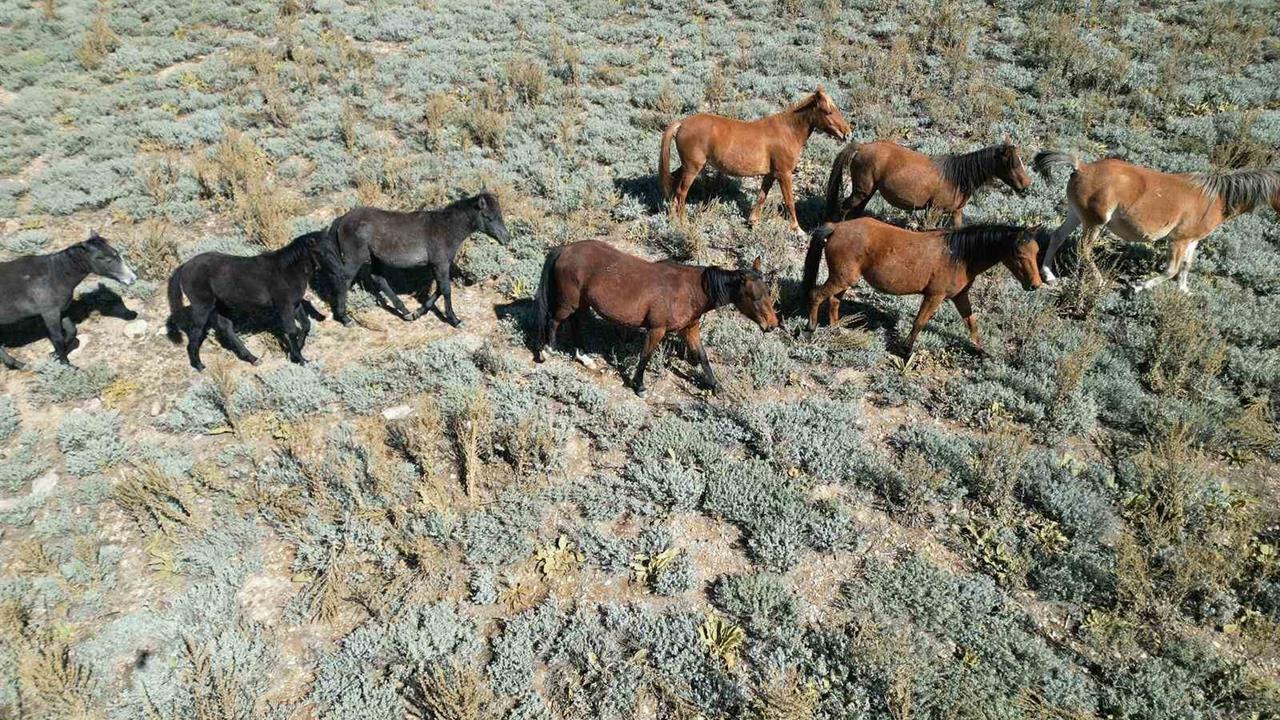 Yılkı Atları Yaylalardan Köylere İndi: Dron ile Görüntülendi