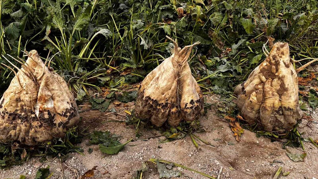 Konya'da 24 Kiloluk Şeker Pancarı Şaşkınlık Yarattı