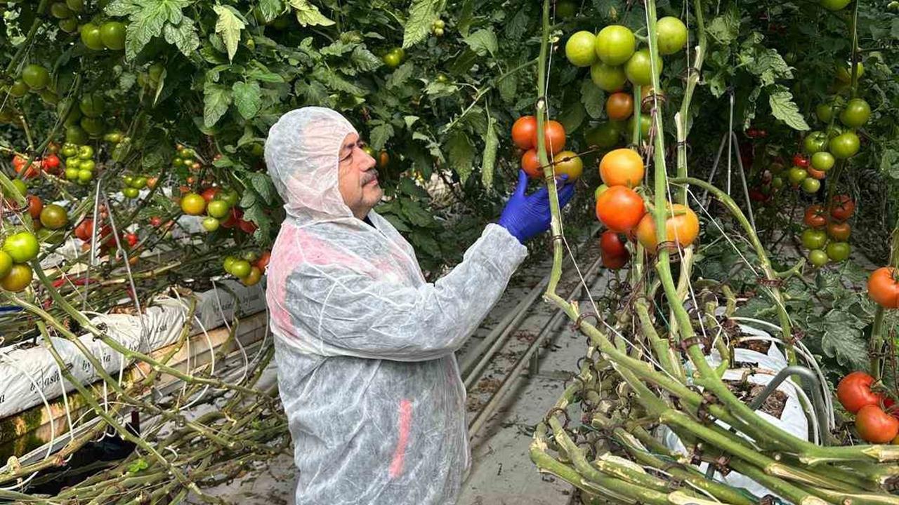 Afyonkarahisar'da Domateslerde Virüs İncelemesi Yapıldı